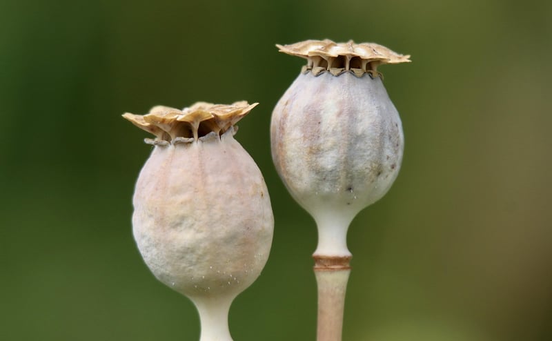 Mythical Seeds